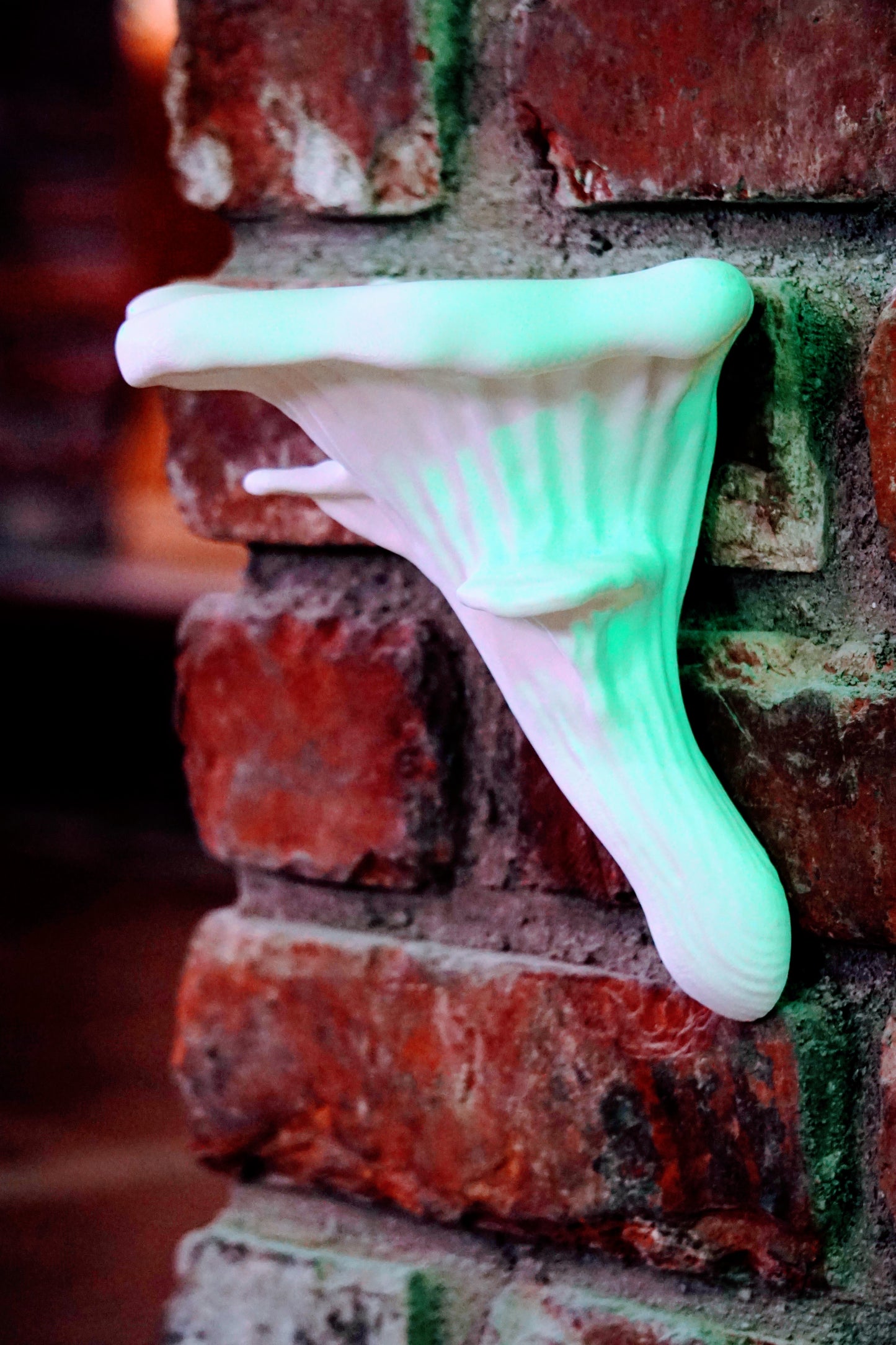 Oyster Mushroom Shelf